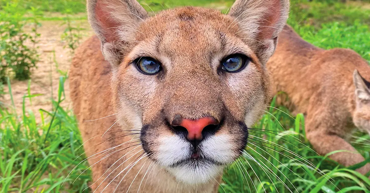 Explore Animals at Wildlife Prairie Park