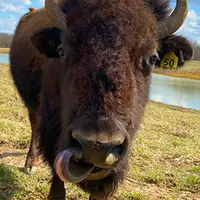 Private Animal Feeding & Encounter at Prairie Park