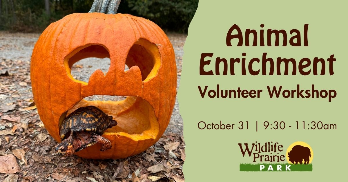 _Animal Enrichment Volunteer Workshop October