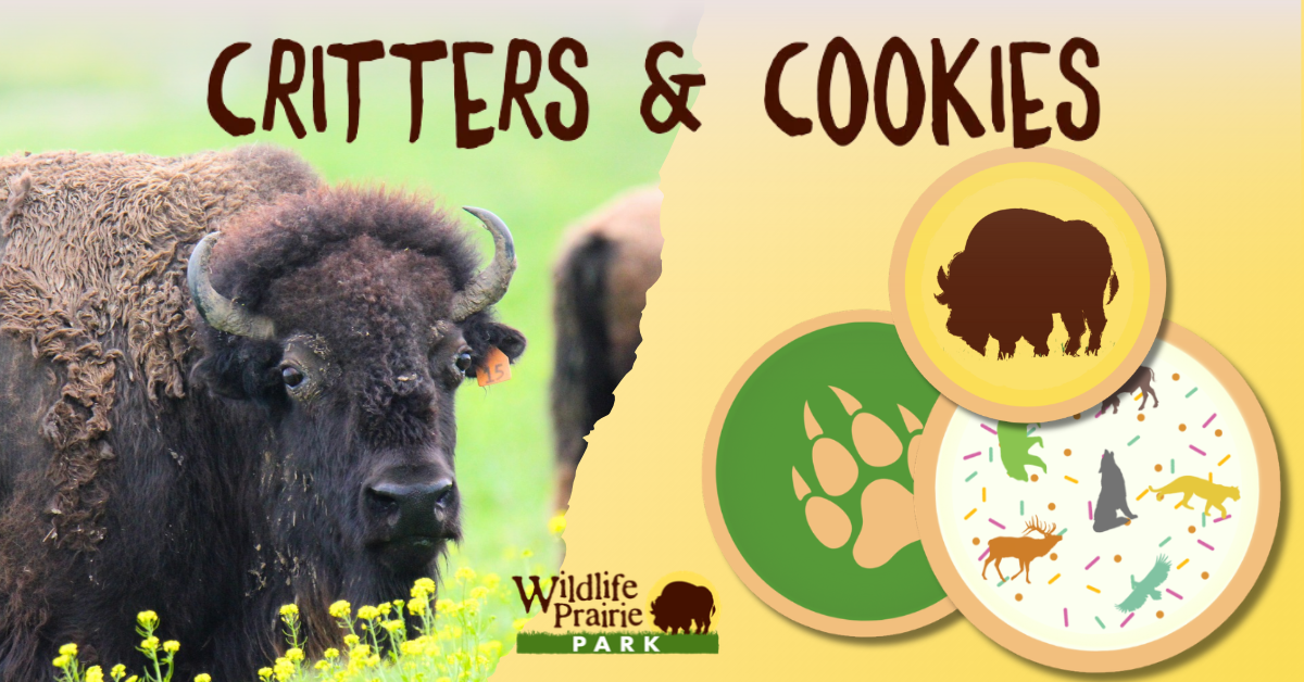 Critters & Cookies National Bison Day