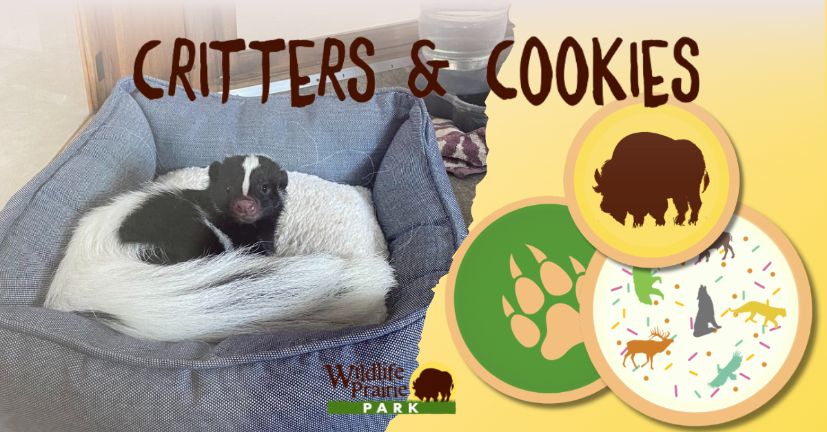 Critters & Cookies Flip or flop_ Skunk edition
