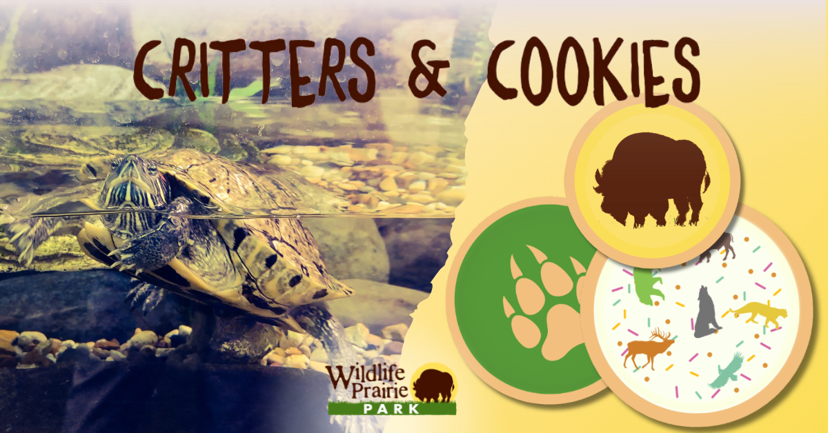 Critters & Cookies Aquatic Turtles_ On Ice!