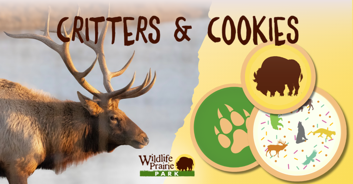 Critters & Cookies Ernie the Red-nosed Rein-Elk