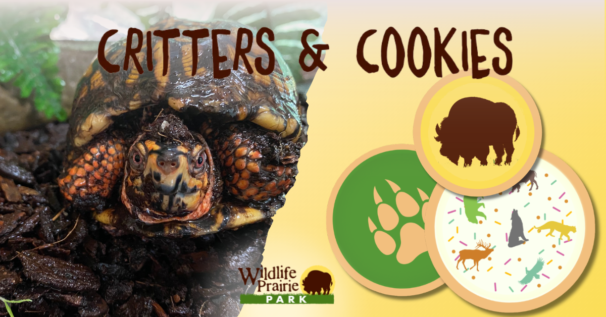 Critters & Cookies Boxing day