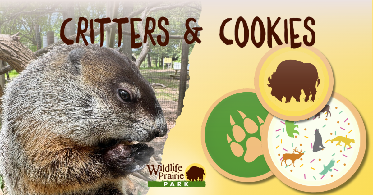 Critters & Cookies Groundhog Day Again_!