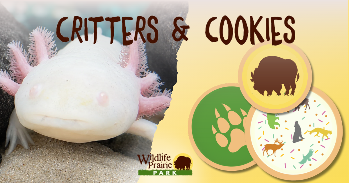 Critters & Cookies Axo-lot-of Fun