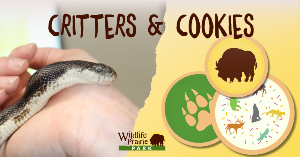 Critters & Cookies Sssssssleepy Snakes