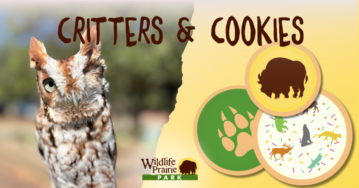 Critters & Cookies Its a HOOT