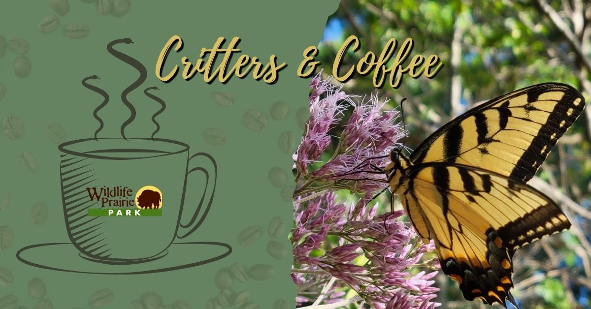 C & Coffee Backyard Habitats
