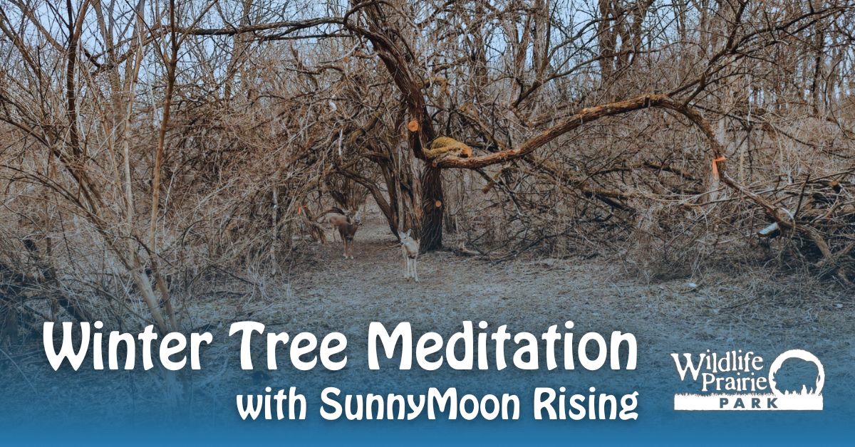 Winter Tree Meditation 2024 for website