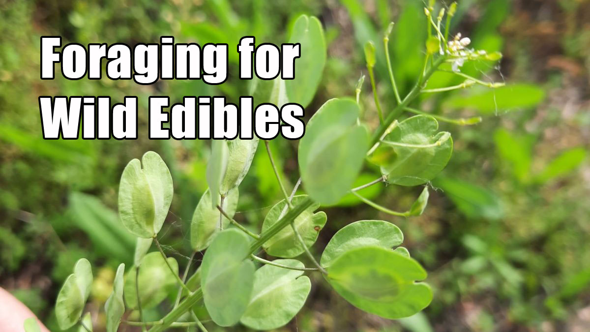 Foraging for Wild Edibles Survival Skills Class