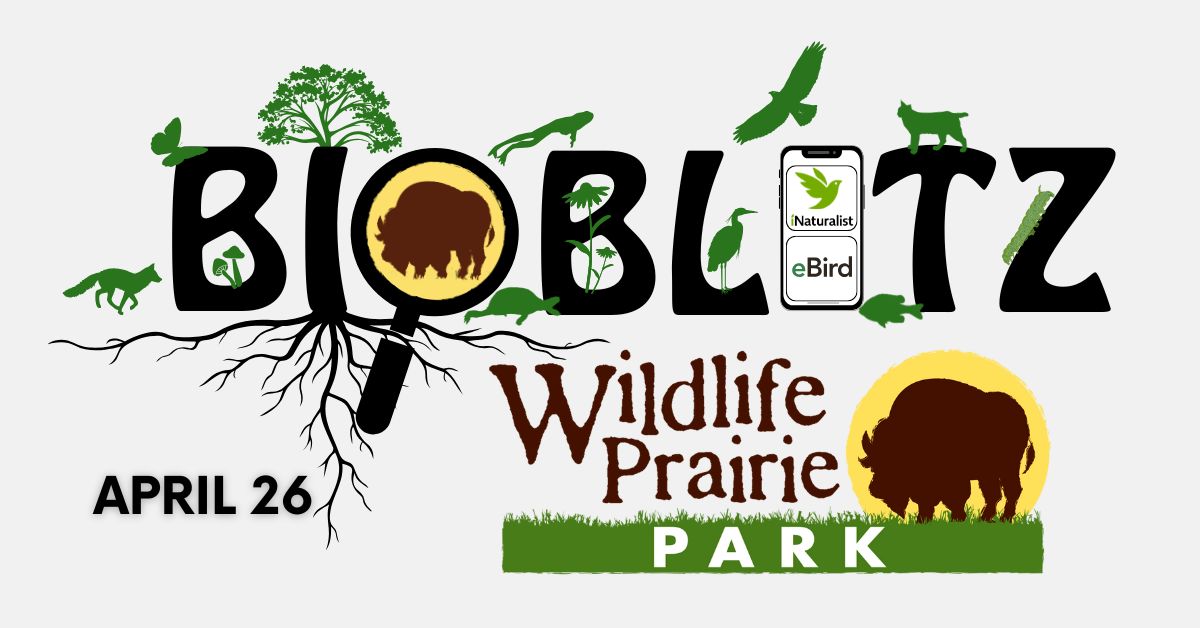 Bioblitz Spring 2025 with eBird  web graphic