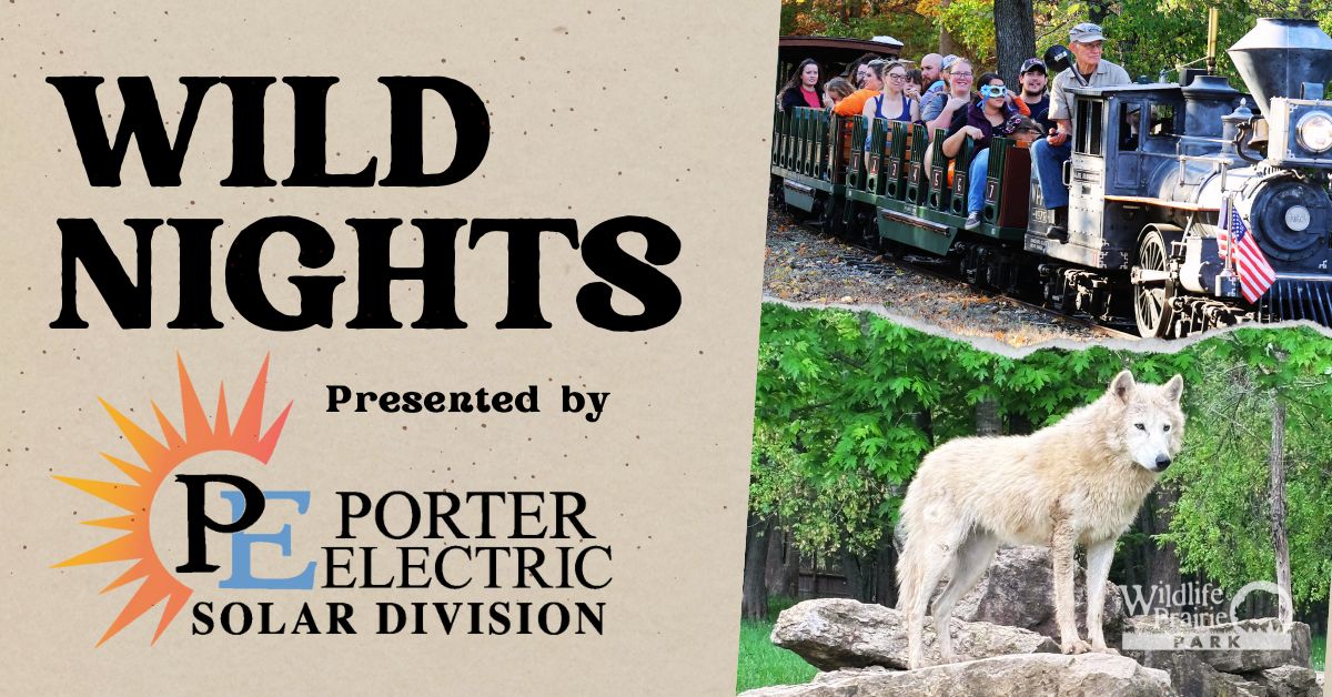Wild Nights and Concerts Web Graphics 2025