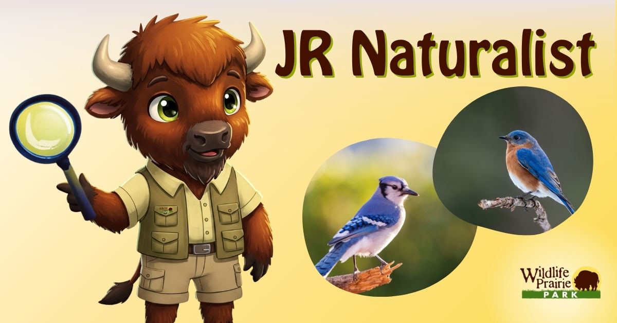 Jr Naturalist - Birding 