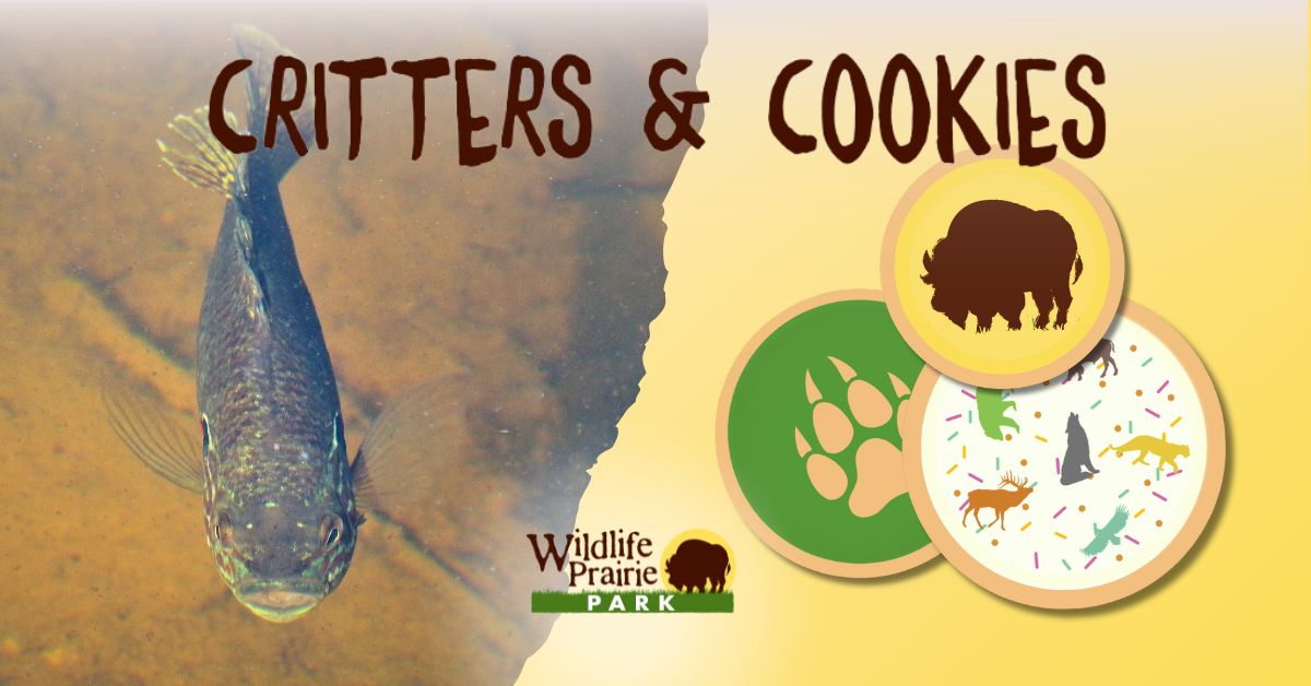 Critters & Cookies Something Smells Fishy