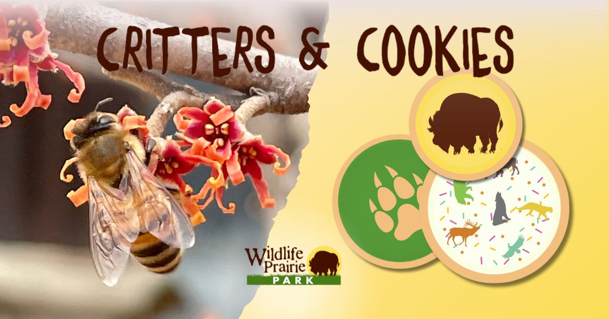 Critters & Cookies Un-bee-lievable Pollinators