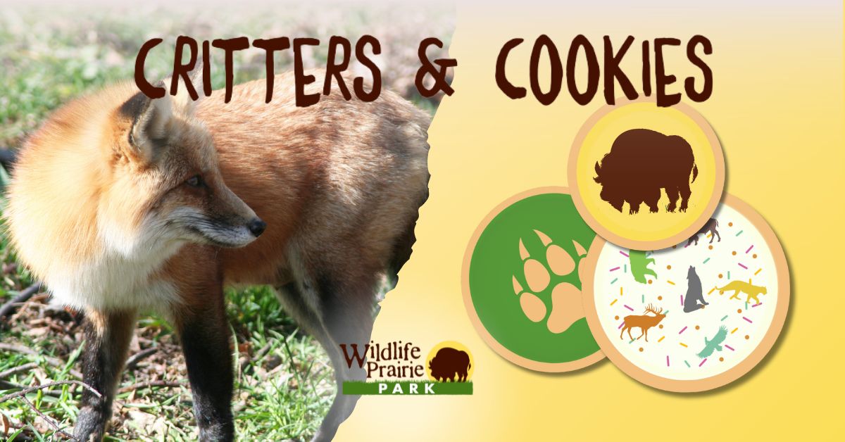Critters & Cookies It’s a dog It’s a cat No wait, it’s a Fox!