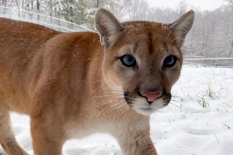 Cougar