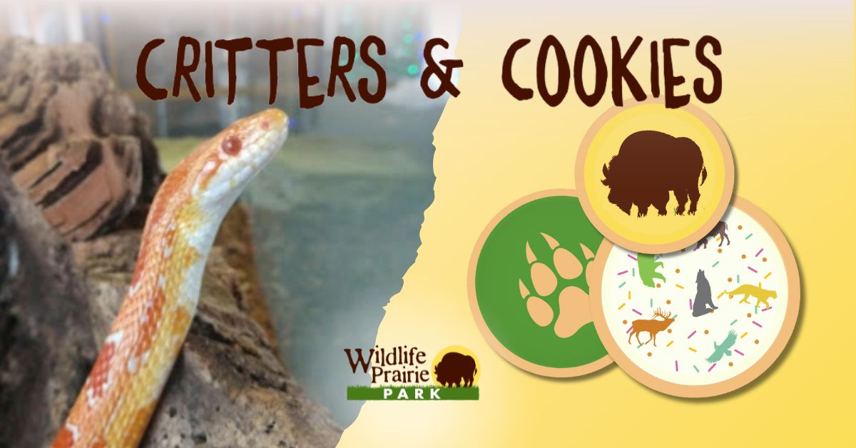 Critters & Cookies Slithering into the Spotlight