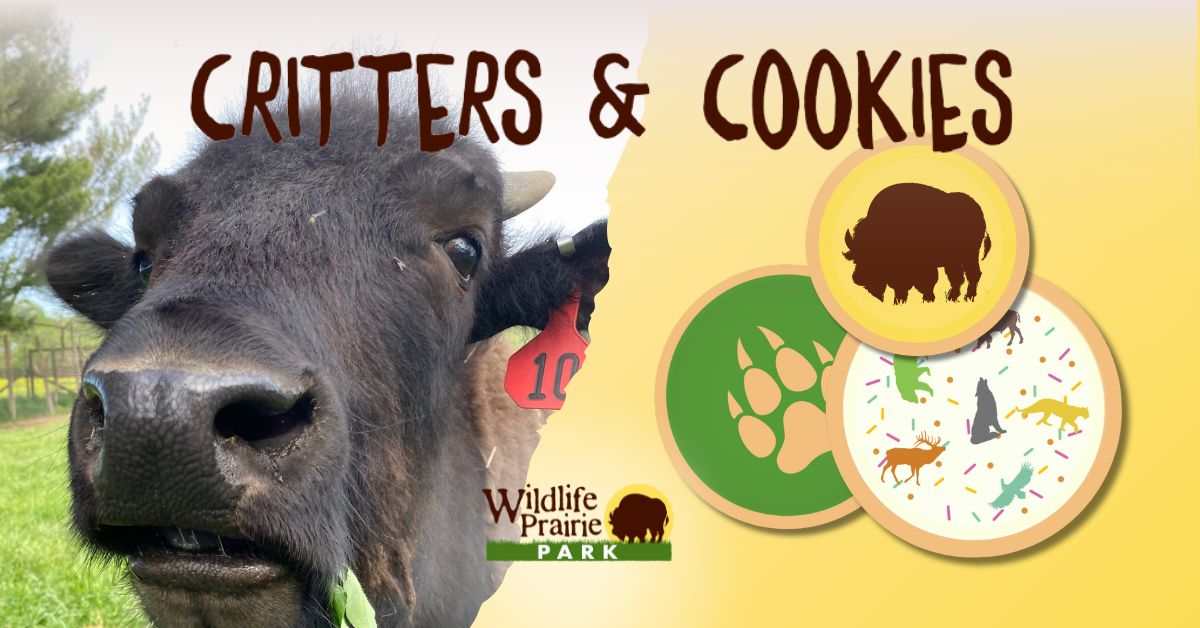 Critters & Cookies Our Buddy the Bison