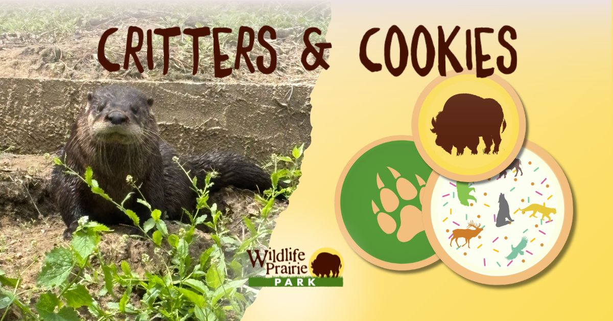 Critters & Cookies Otterly Impressive Animals