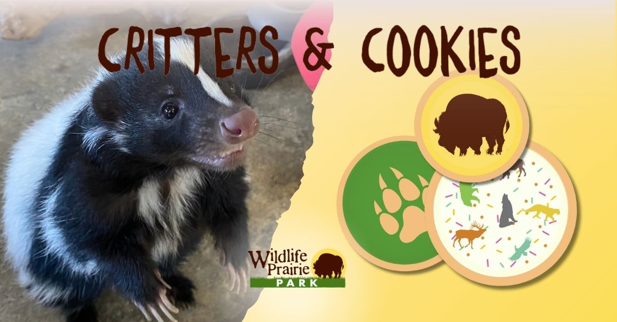 Critters & Cookies The Importance of Enrichment 