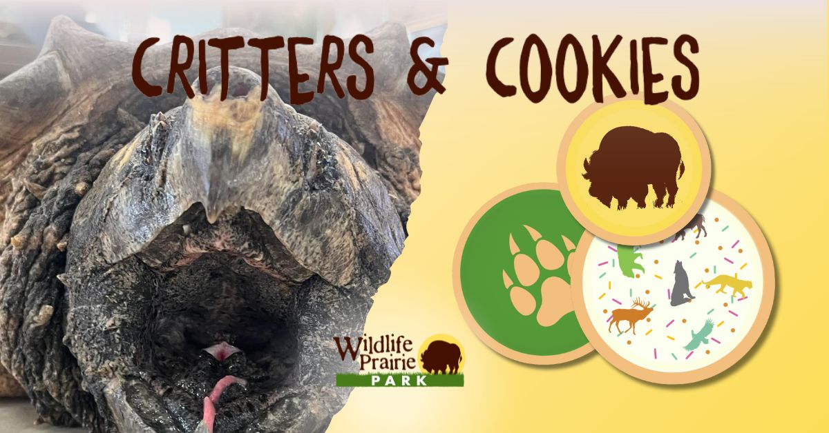 Critters & Cookies Oh Snap, That’s a Big Turtle!