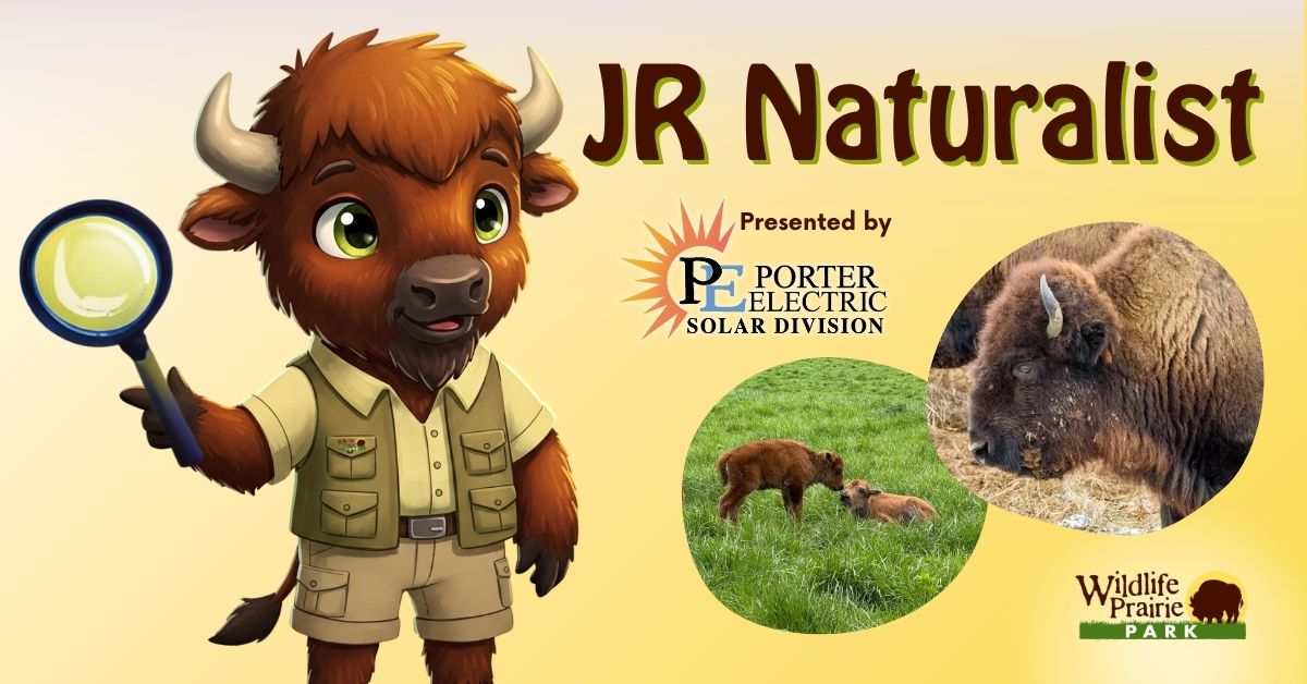 Jr Naturalist - Bison as a Keystone Species
