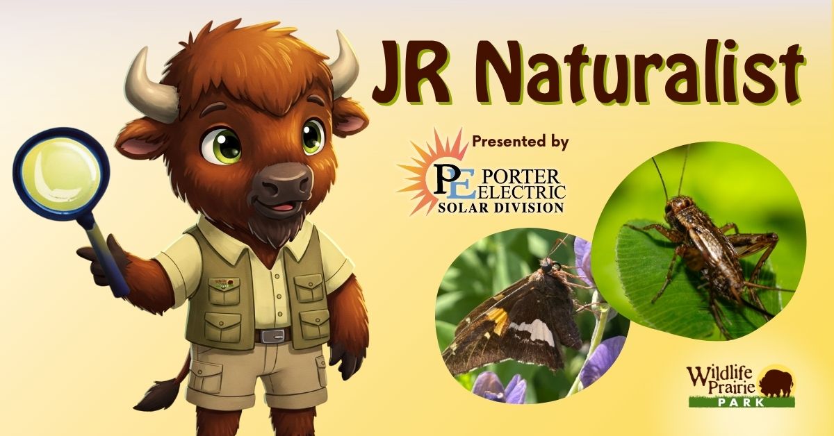 Jr Naturalist - Insect Bingo