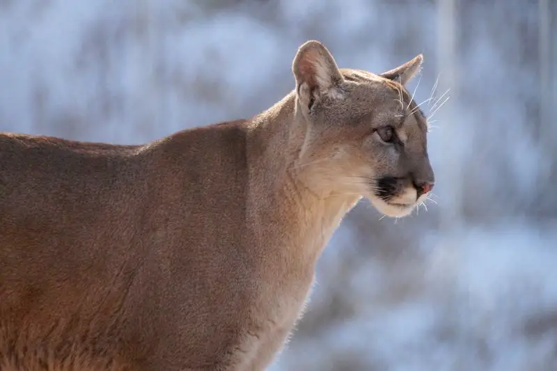 Cougar