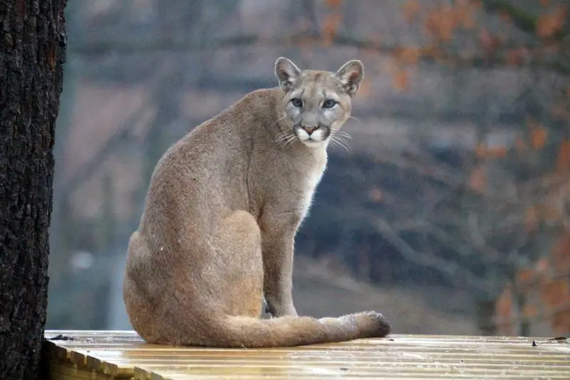 Cougar