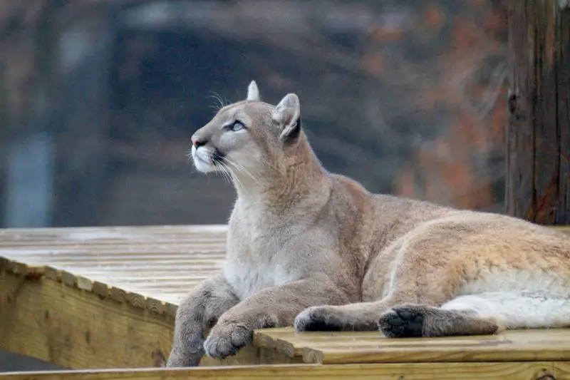 Cougar