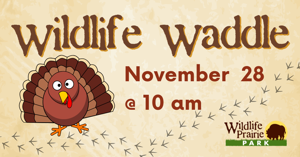 Wildlife Waddle 2024 Website Graphic (1)