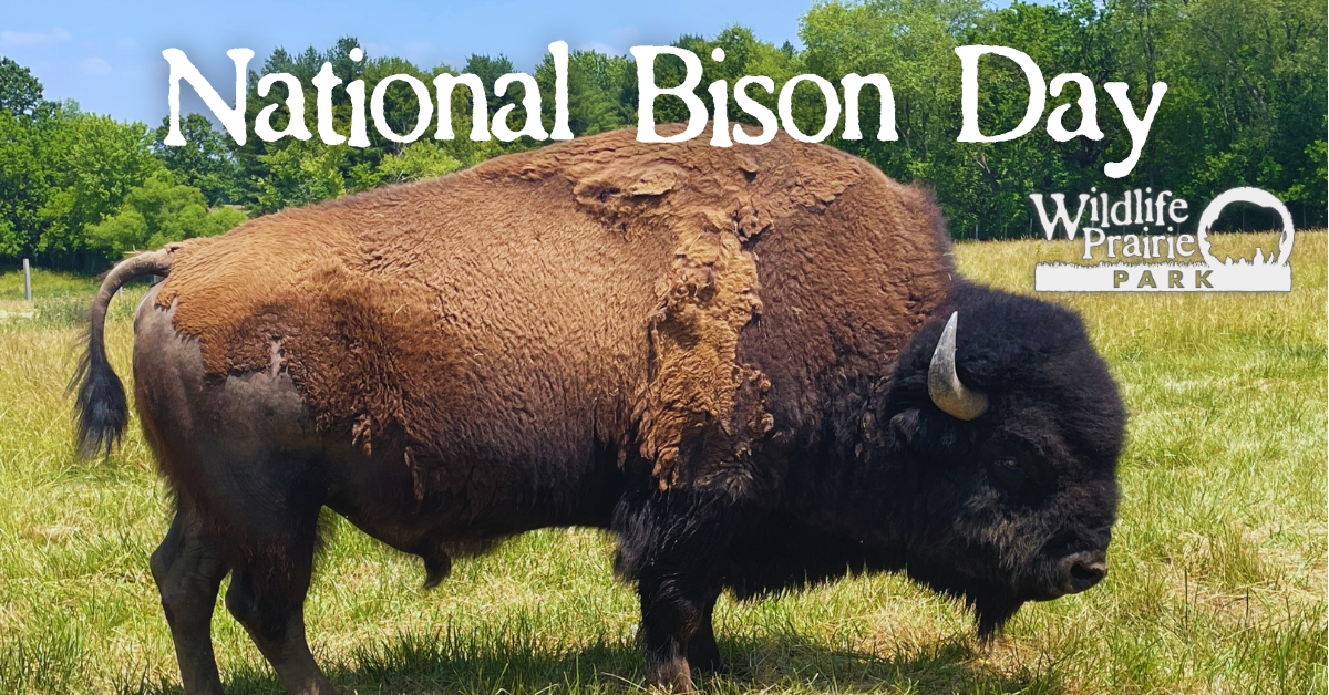 SHARE National Bison Day 2023 Website Event Cover
