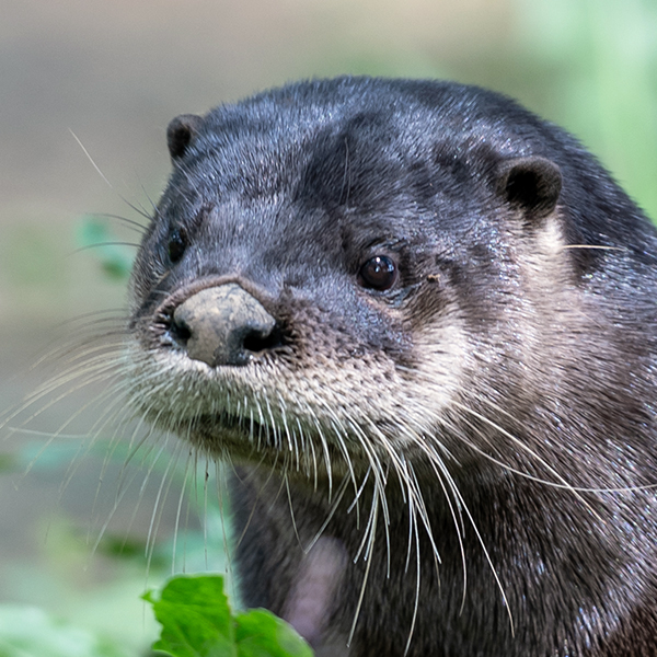 Otter
