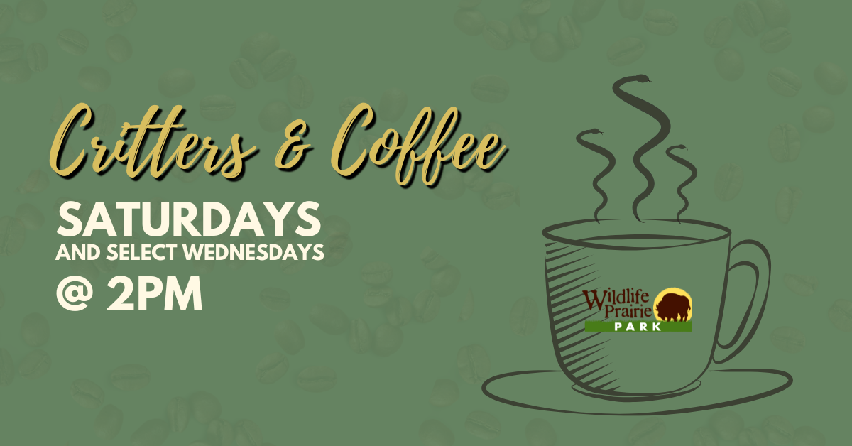 SHARE Critters & Coffee for Website 2024 (2)