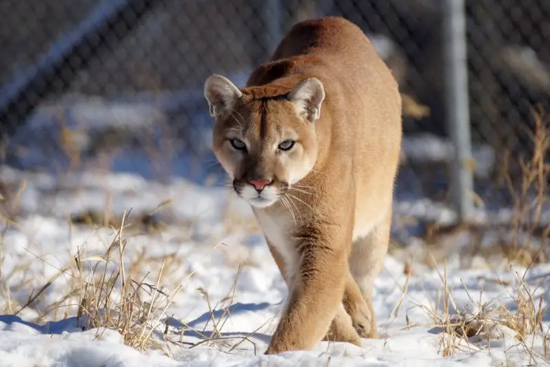 Cougar