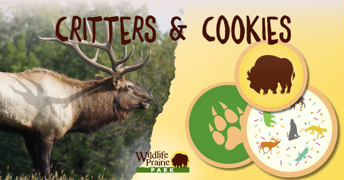 Critters & Cookies Ernest, the Rudolph of Wildlife Prairie November