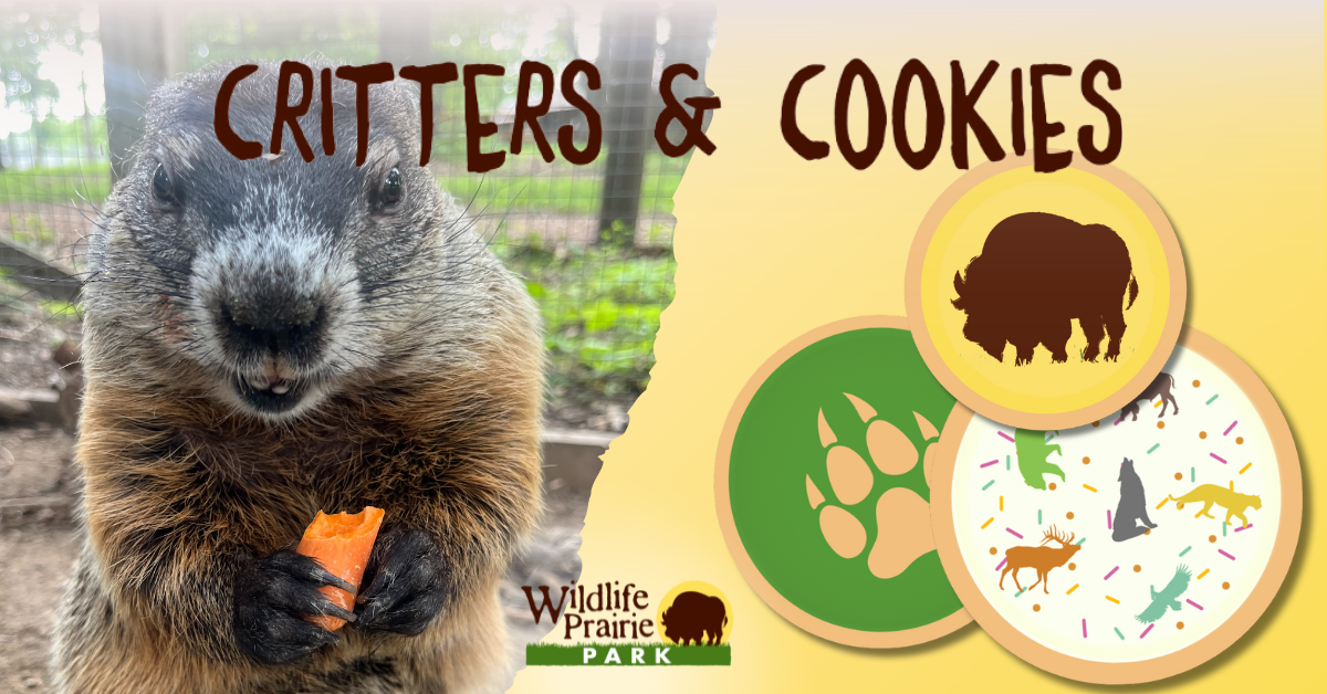 Critters & Cookies Hibernation, It's Winteresting! November