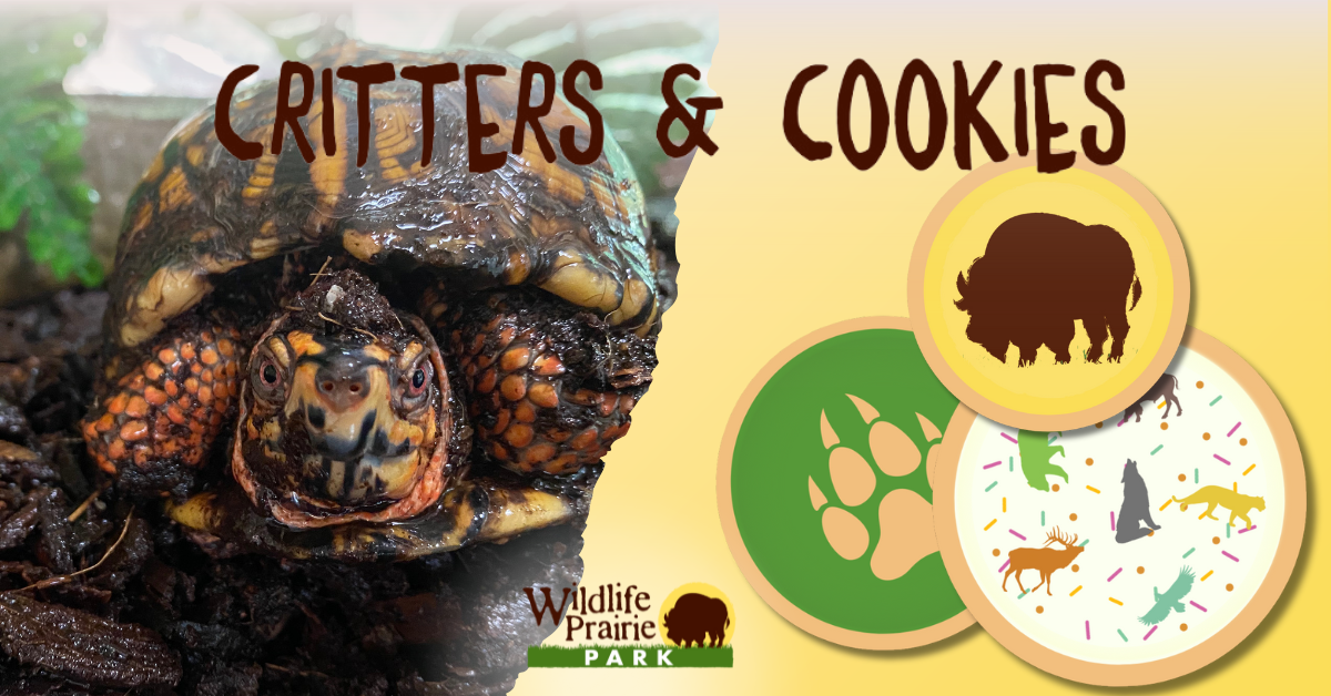 Critters & Cookies Hard Shells, Soft Hearts November