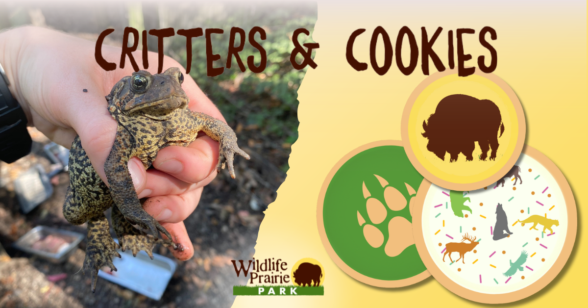 Critters & Cookies Frogtastic Friends November