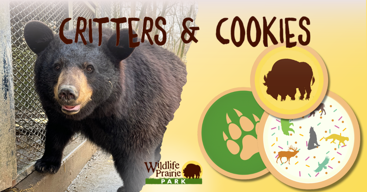 Critters & Cookies Un-bear-ably Cute Critters November