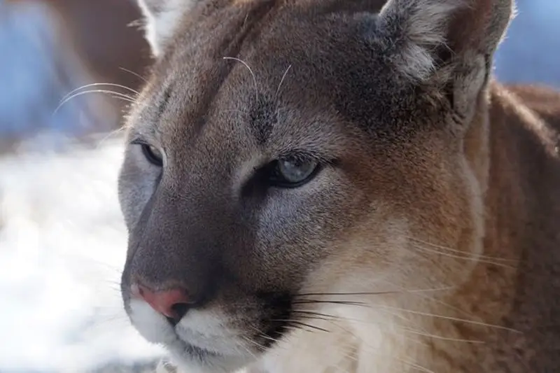 Cougar