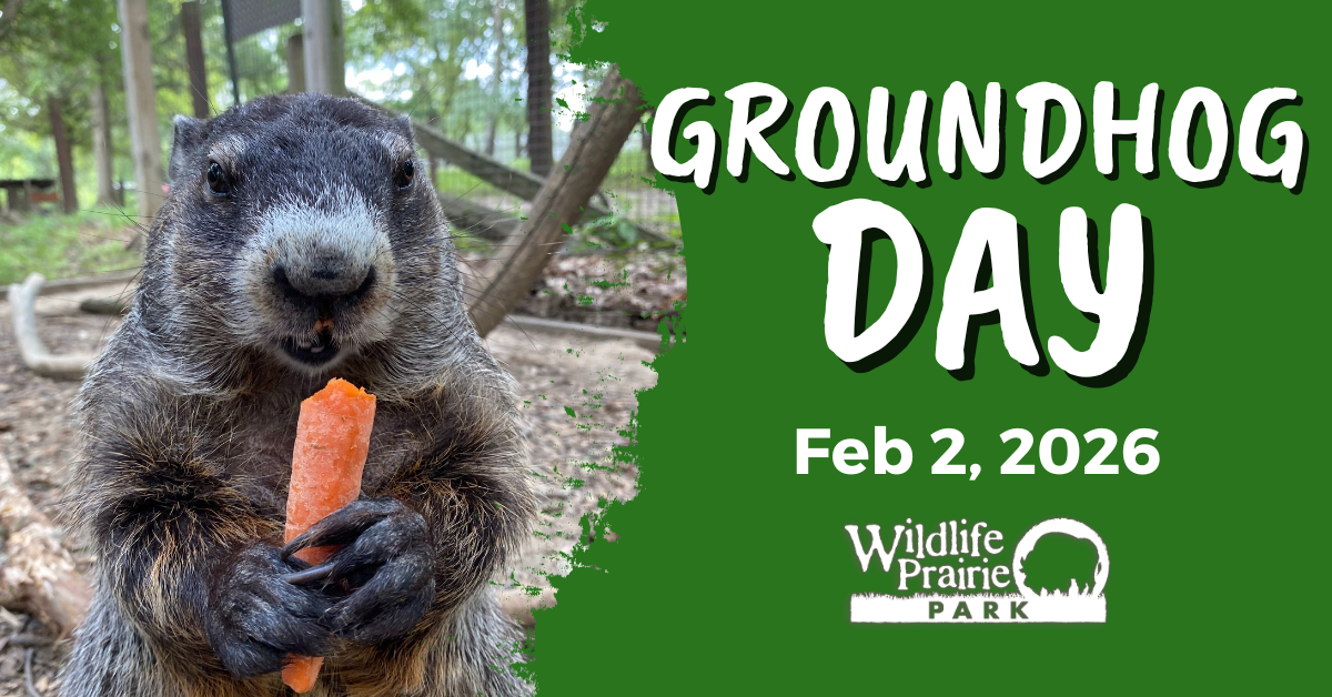 SHARE Groundhog Day Website Graphic 2025