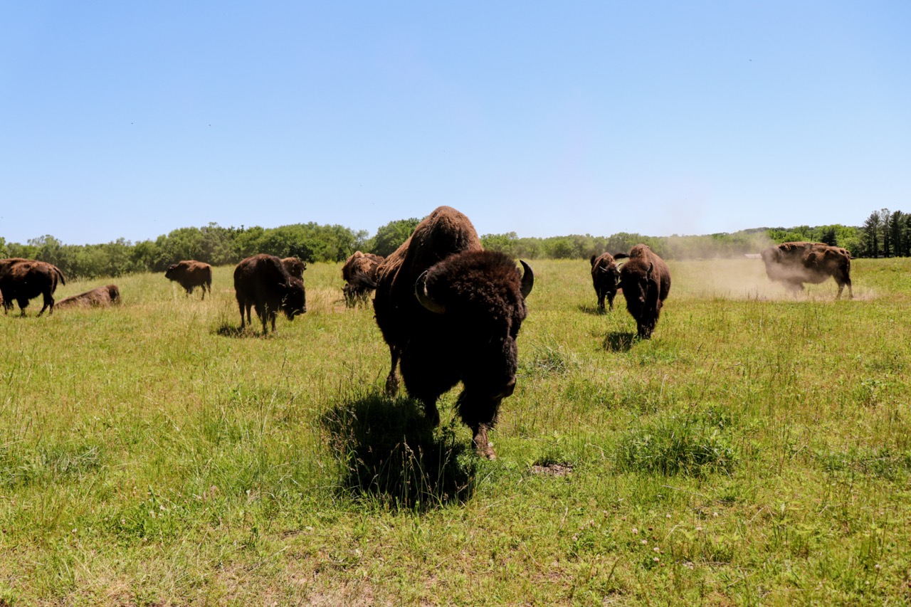 5.25 bison i-14-Brandi Large