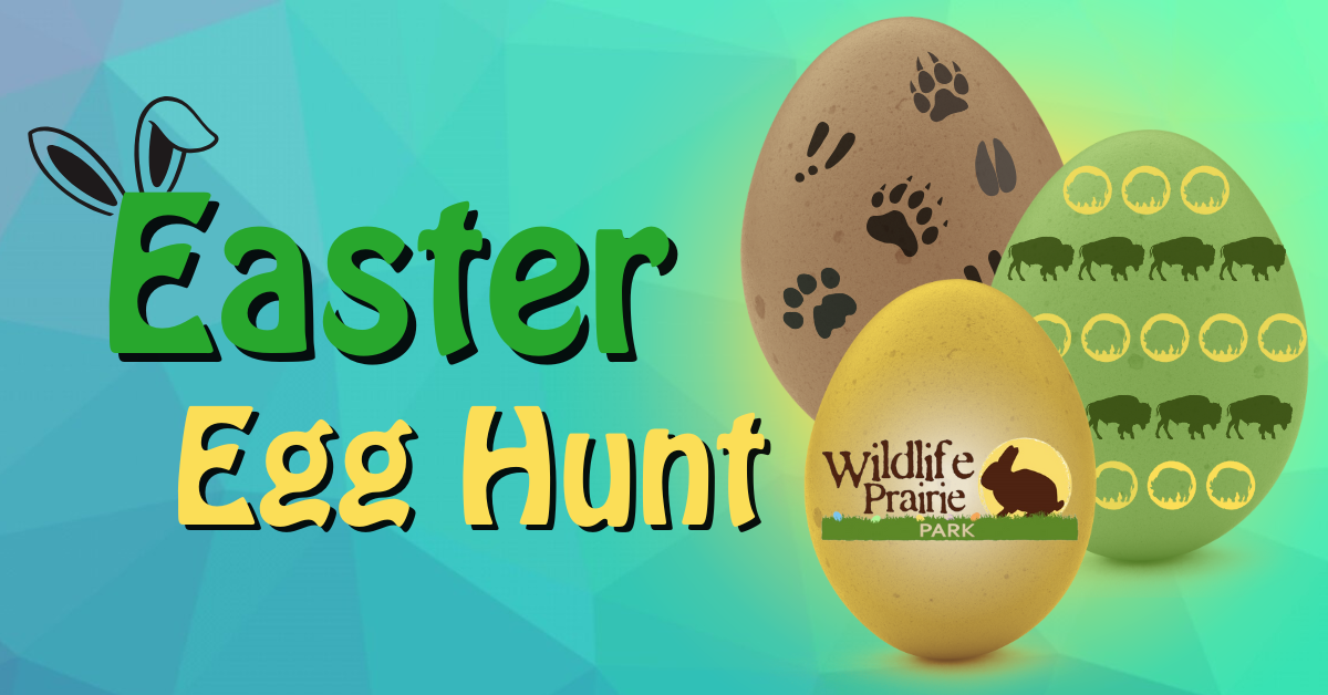 Easter Egg Hunt 2024