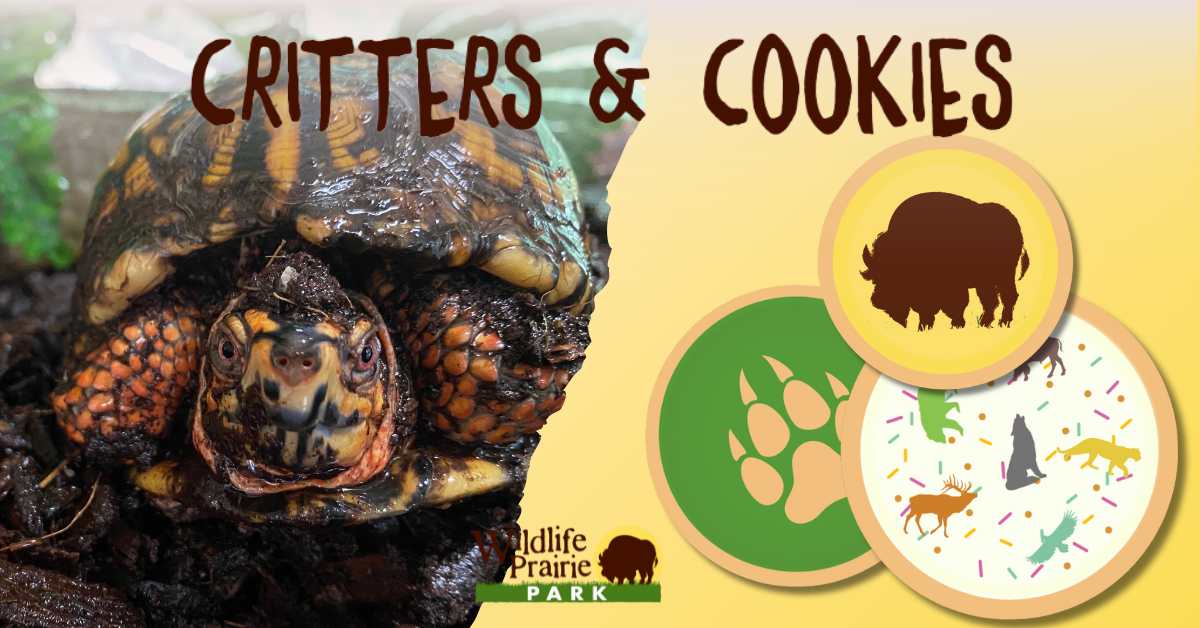 Critters & Cookies Tortoise and Hare