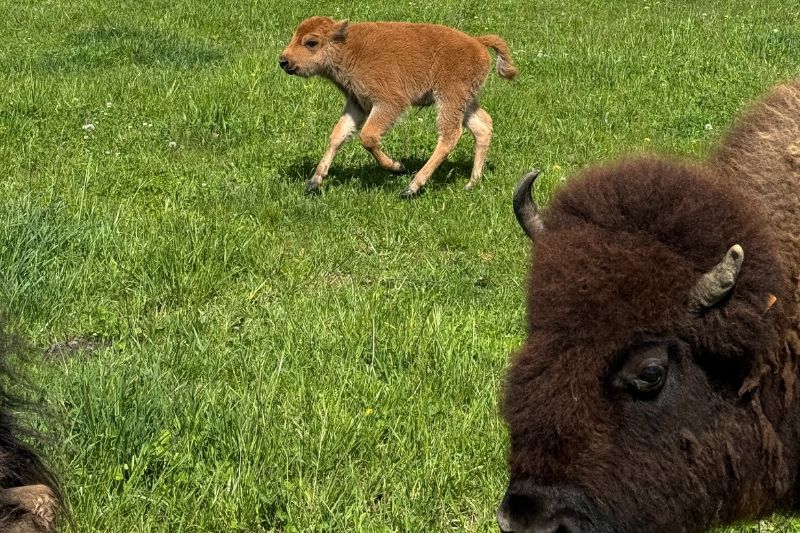 Bison