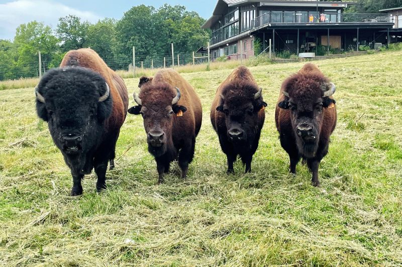 Bison