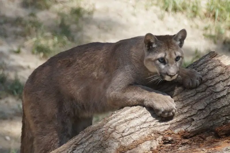 Cougar